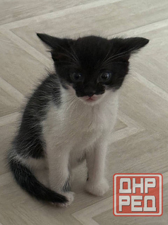 миленькие котята Макеевка - изображение 2