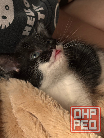 миленькие котята Макеевка - изображение 6