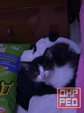 миленькие котята Макеевка - изображение 3