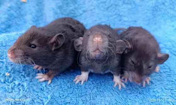 Дамбо Рекс Луганск