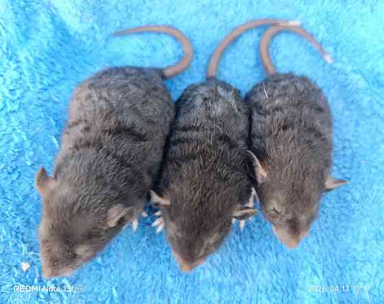 Дамбо Рекс Луганск