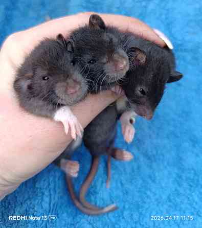 Дамбо Рекс Луганск