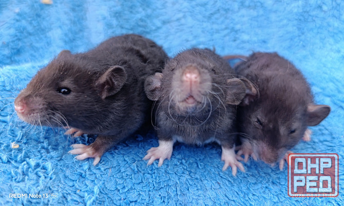 Дамбо Рекс Луганск - изображение 2