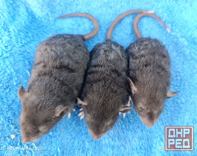 Дамбо Рекс Луганск - изображение 3