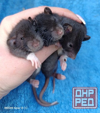 Дамбо Рекс Луганск - изображение 1