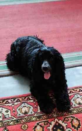 Милые щенята Британки даром! Донецк