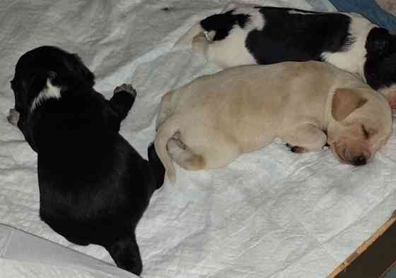 Милые щенята Британки даром! Донецк