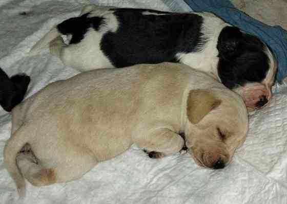 Милые щенята Британки даром! Донецк