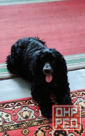 Милые щенята Британки даром! Донецк - изображение 4