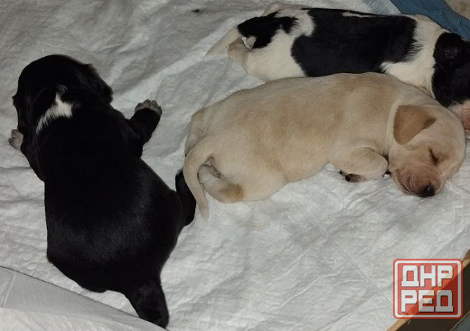 Милые щенята Британки даром! Донецк - изображение 2