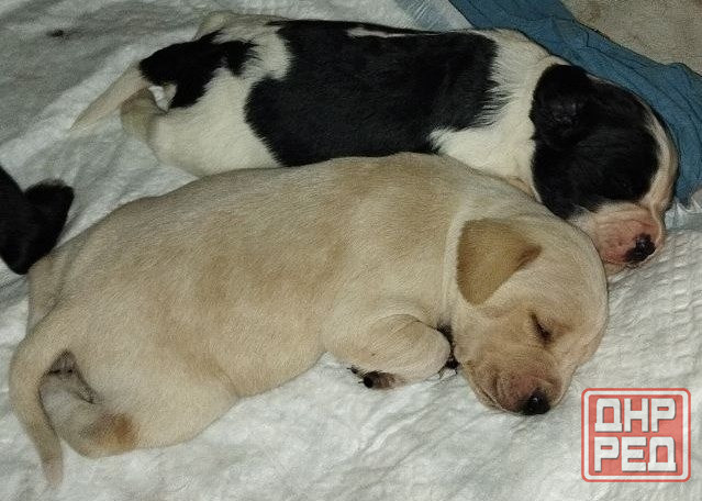 Милые щенята Британки даром! Донецк - изображение 3