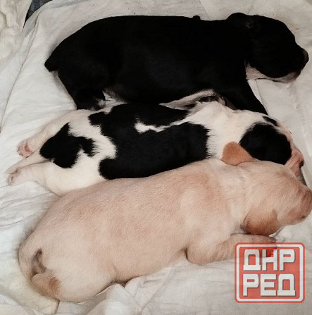 Милые щенята Британки даром! Донецк - изображение 1