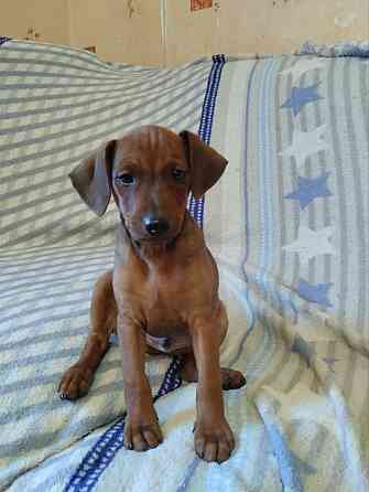 Щенки цвергпинчера-продажа Горловка