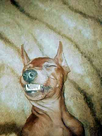 Щенки цвергпинчера-продажа Горловка