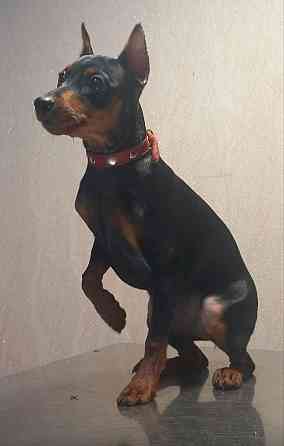 Щенки цвергпинчера-продажа Горловка