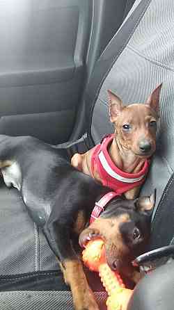 Щенки цвергпинчера-продажа Горловка