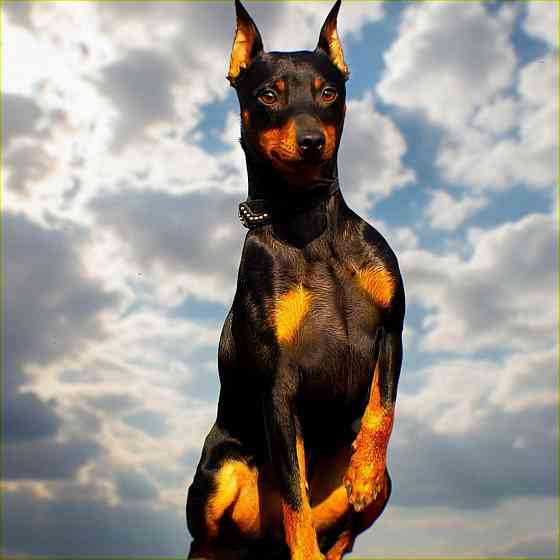 Щенки цвергпинчера-продажа Горловка