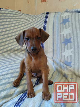 Щенки цвергпинчера-продажа Горловка - изображение 4