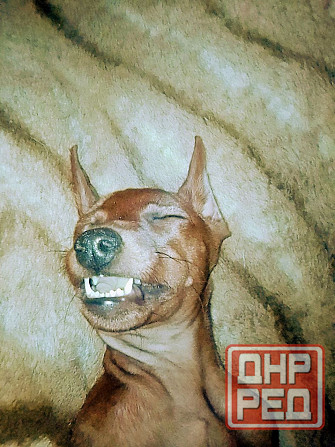 Щенки цвергпинчера-продажа Горловка - изображение 6