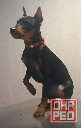 Щенки цвергпинчера-продажа Горловка - изображение 5