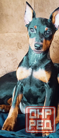 Щенки цвергпинчера-продажа Горловка - изображение 7