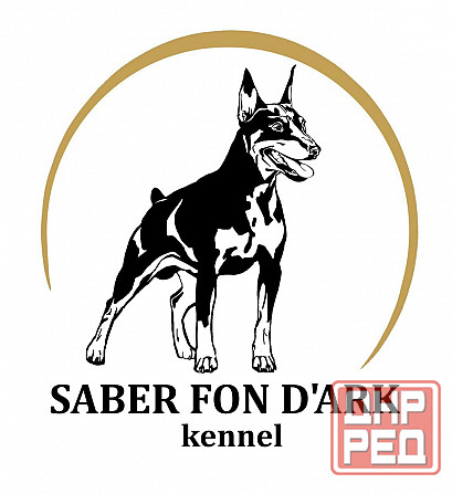 Щенки цвергпинчера-продажа Горловка - изображение 2