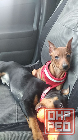 Щенки цвергпинчера-продажа Горловка - изображение 3