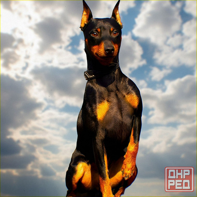 Щенки цвергпинчера-продажа Горловка - изображение 1