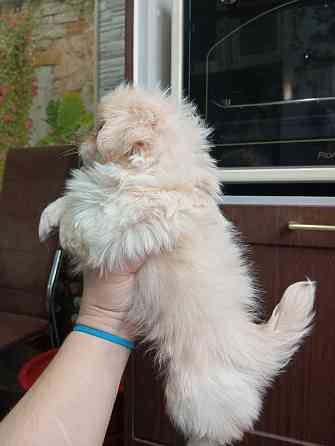 Пекинес Донецк