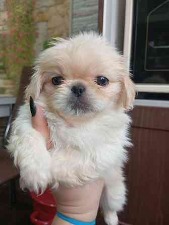 Пекинес Донецк