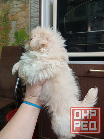 Пекинес Донецк - изображение 2