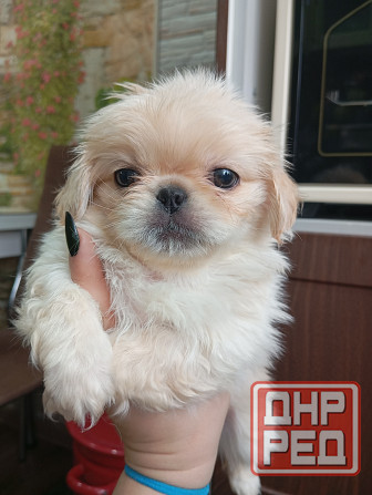 Пекинес Донецк - изображение 1