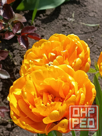 Гиацинты, тюльпаны, пион, рябчик, ирисы Донецк - изображение 5