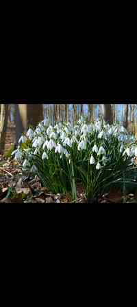 Подснежники Донецк