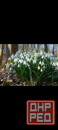 Подснежники Донецк - изображение 1