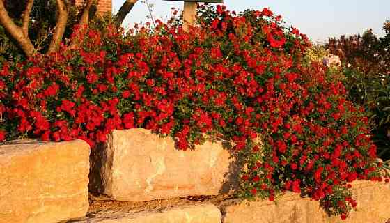 Роза почвопокровная Донецк