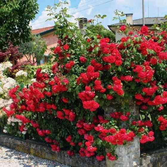 Роза почвопокровная Донецк