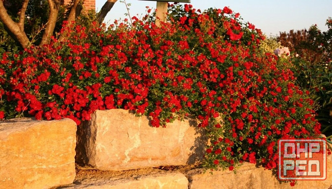 Роза почвопокровная Донецк - изображение 2