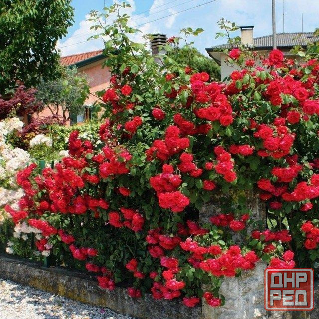 Роза почвопокровная Донецк - изображение 1