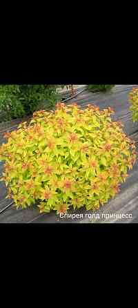 Спирея голд флейм Донецк