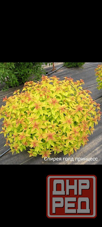 Спирея голд флейм Донецк - изображение 1
