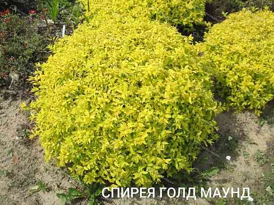Спирея голд маунд Донецк