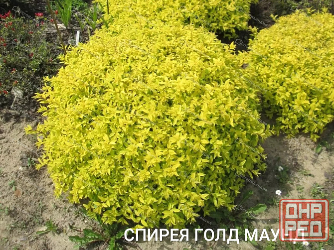 Спирея голд маунд Донецк - изображение 1