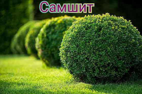 Самшит вечнозеленый Донецк