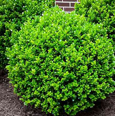 Самшит вечнозеленый Донецк