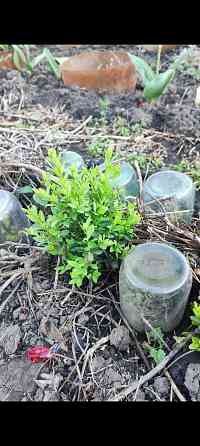 Самшит вечнозеленый Донецк