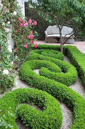 Самшит вечнозеленый Донецк