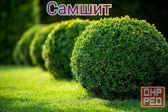 Самшит вечнозеленый Донецк - изображение 2