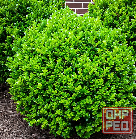 Самшит вечнозеленый Донецк - изображение 1