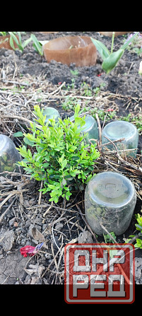 Самшит вечнозеленый Донецк - изображение 4